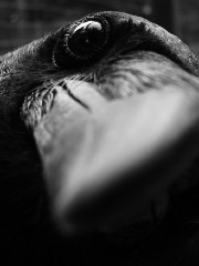 Hummingnerd's profile picture Hummingnerd's profile picture