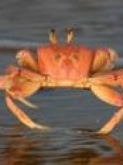 crabje's profile picture crabje's profile picture