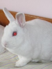 ImmaRabbit's profile picture ImmaRabbit's profile picture