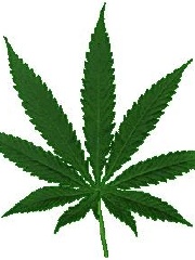 RastaLegend420's profile picture RastaLegend420's profile picture