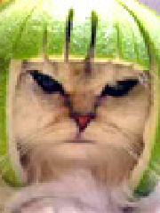 Zelion's profile picture
