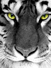 R0thez's profile picture